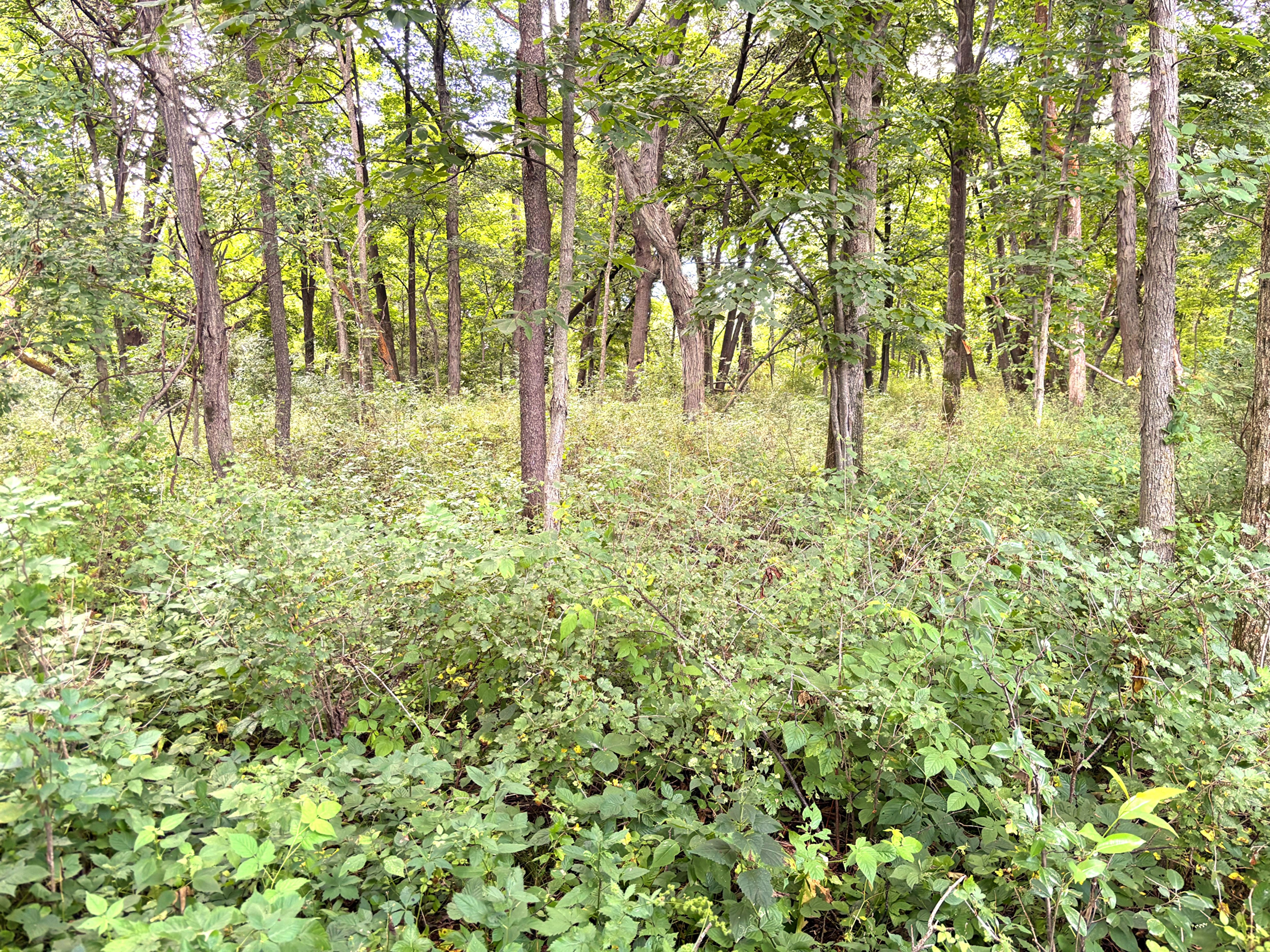 Listing Photo: land for sale
